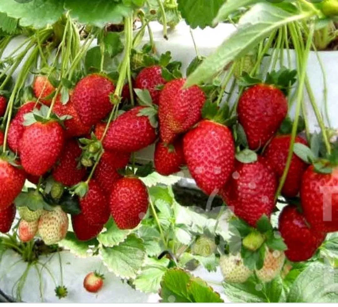 Клубника "МАЛЬГА" ремонтантная (6 шт.)