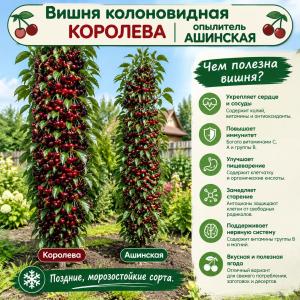 Вишня колоновидная Королева и опылитель Ашинская